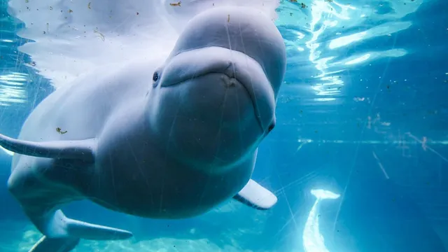 Six beluga whales relocated from Marineland to U.S. aquariums