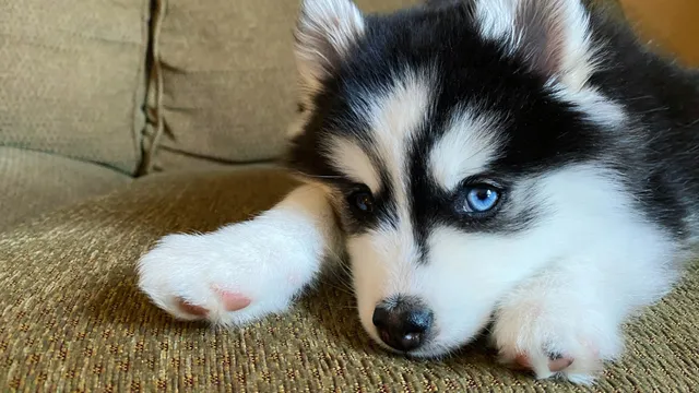 Dog trainer exposes ineffective methods costing owners millions