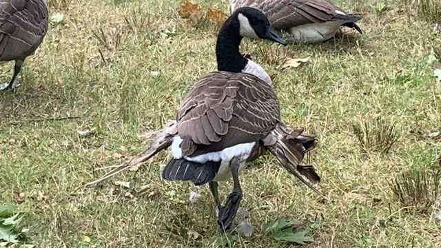 Portland geese face malformation from excessive carb diet
