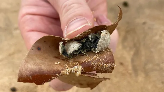 Authorities baffled by mysterious balls washing up on Sydney beaches
