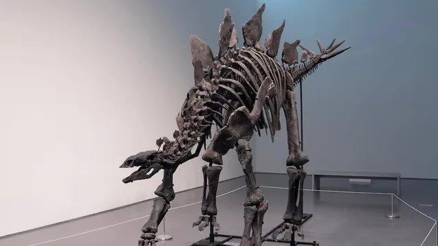 Movie stars flood fossil market, hindering paleontology research