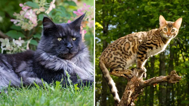 Neville the cat captures hearts as a unique Maine Coon and Bengal mix