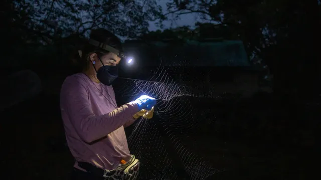 Bat Researchers Gather in Belize