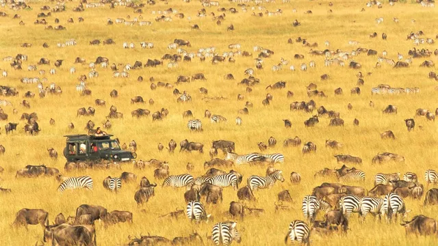 Witness the Great Migration of Wildebeest in Africa