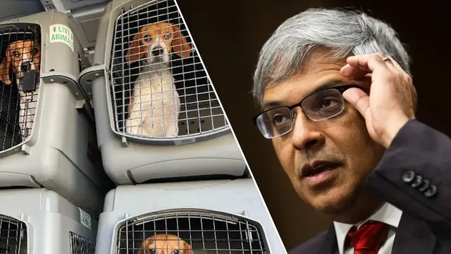 NIH ends decades of brutal beagle experimentation