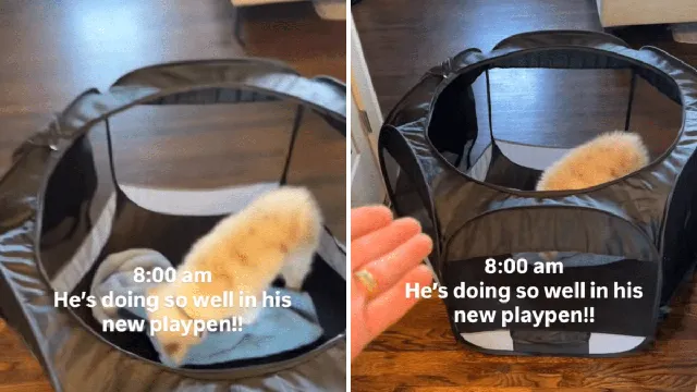 Clever puppy outsmarts playpen in just one minute