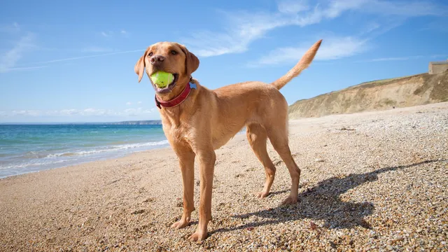 Labradors and humans share obesity gene, study reveals