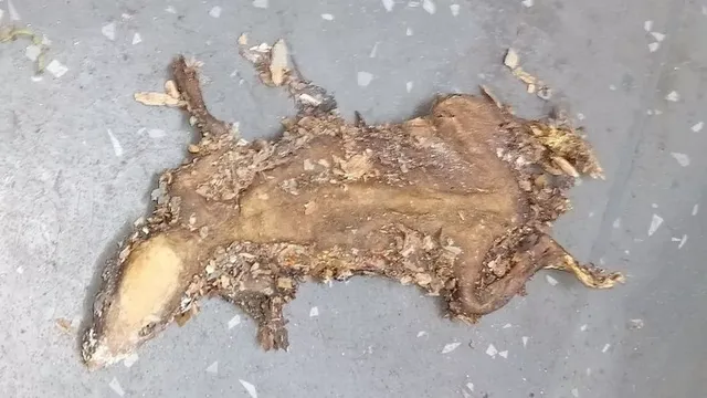 Dead rat and cockroach infestation found at kebab shop in Preston