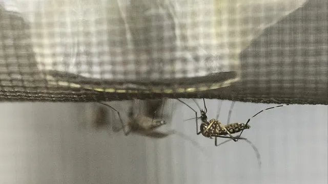 France combats invasive tiger mosquitoes with sterilized males
