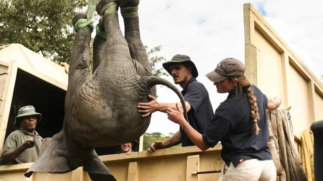 Elephant relocation project linked to death of 12 villagers in Malawi