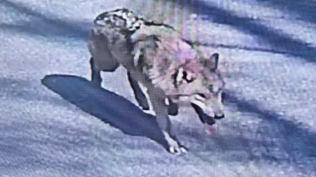 Runaway wolf Neukgu escapes zoo in South Korea
