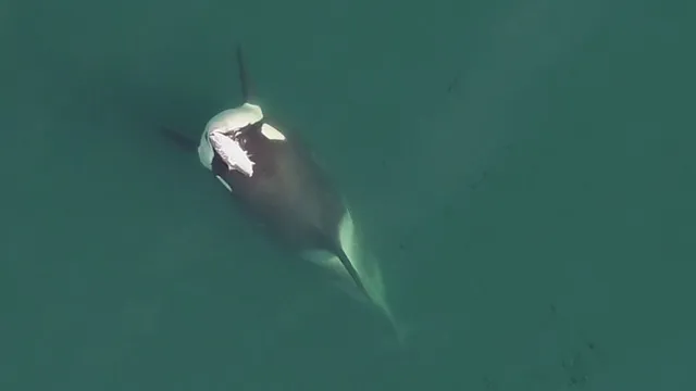 Killer whales return to the controversial trend of wearing salmon hats