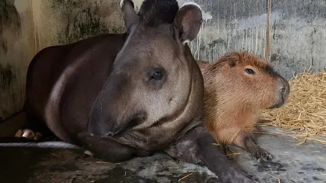 Zoo puts down beloved animal friends to spare them loneliness