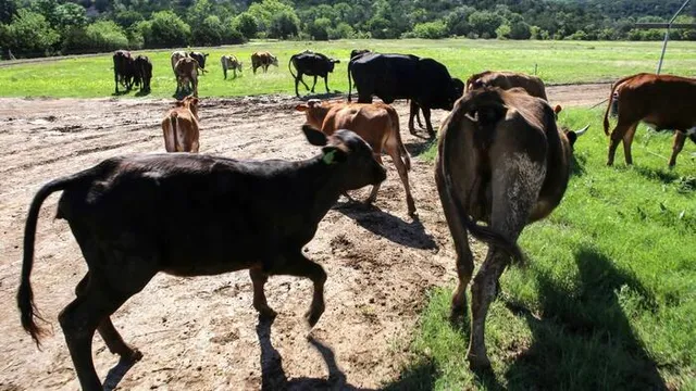 Flesh-eating screwworm cases surge to 15 in Texas