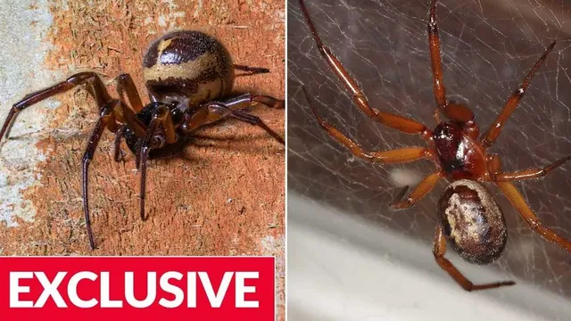 Noble False Widow Spiders Spreading North in the UK