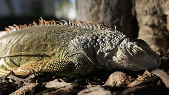 Florida permits residents to collect cold-stunned iguanas during unusual cold snap