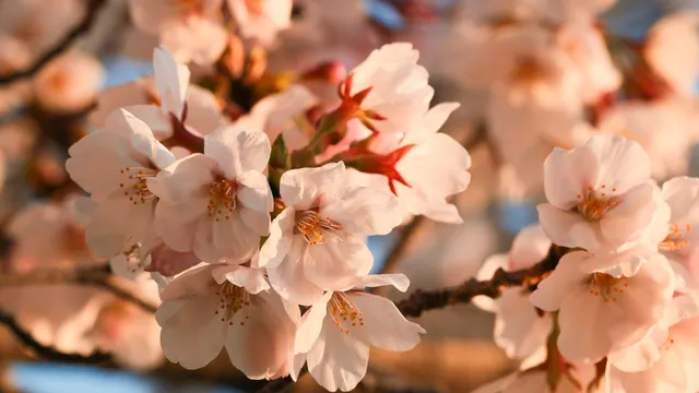 Baltimore's cherry blossoms set to peak bloom in early April 2025