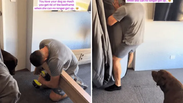 Owner sacrifices bed frame for terminally ill dog's comfort