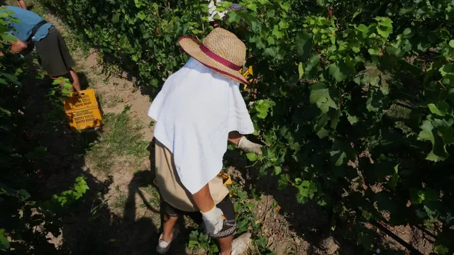 Extreme heat forces early grape harvest in Italy
