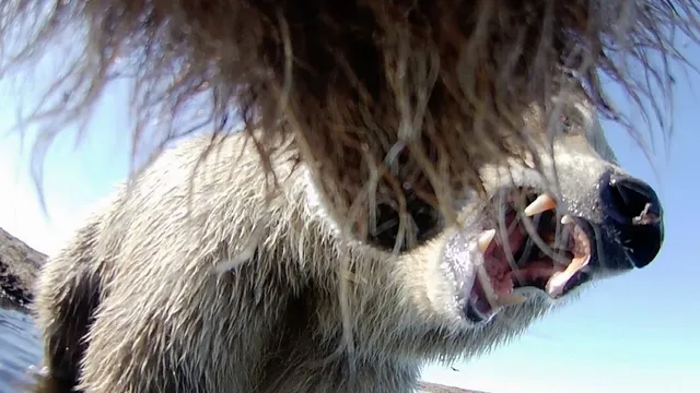 Research reveals bear behaviors with innovative collar cameras