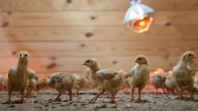 Thousands of chicks abandoned in USPS truck overwhelm Delaware shelter