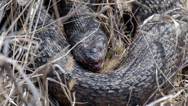 Rattlesnake bite injures adult at Michigan park