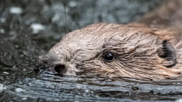 Beavers return to Somerset to restore ecosystems