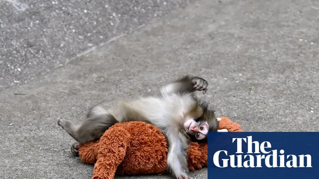 Punch the monkey faces abandonment and finds comfort in a toy