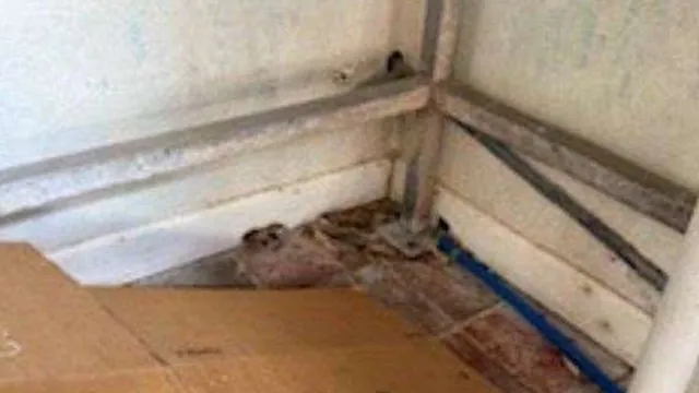 Royal Native Oyster Stores plummets to two-star hygiene rating over serious issues