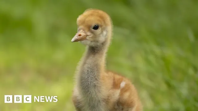 UK crane population recovers with breeding pairs at RSPB Lakenheath Fen