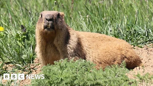 Marmot research faces funding crisis as scientists turn to OnlyFans