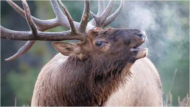 Elk confronts vehicle in viral standoff in Colorado