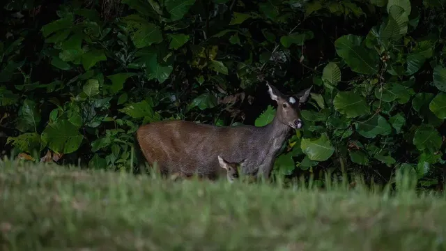 Historic birth: first Asian elephant calf in 25 years arrives at National Zoo
