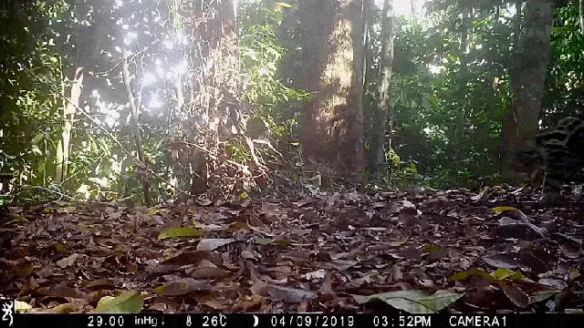 Sunda clouded leopards reveal secrets of their elusive lives