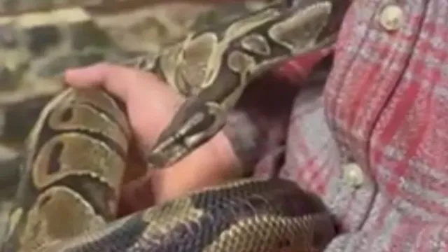 Snakes found in Devon woods pose threat to children and pets