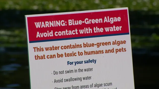 Cedar Lake beaches closed due to toxic algae outbreak