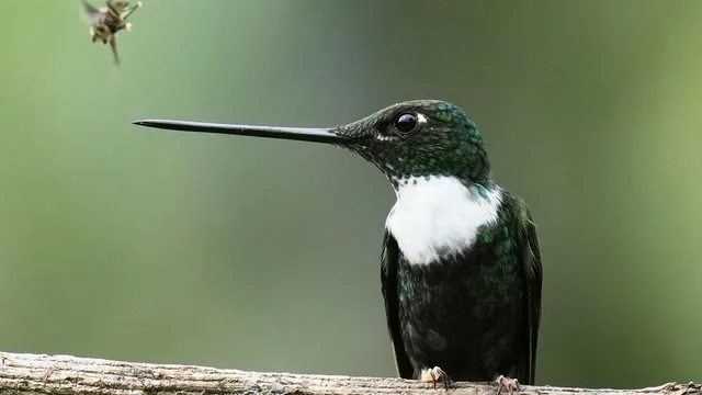 Warming temperatures force penguins to breed earlier and threaten extinction