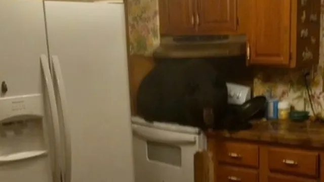 Black bear crashes through ceiling and lands on stove in Kentucky home
