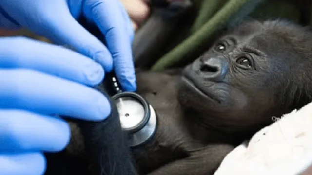 Gorilla delivers baby boy via c-section at Seattle zoo