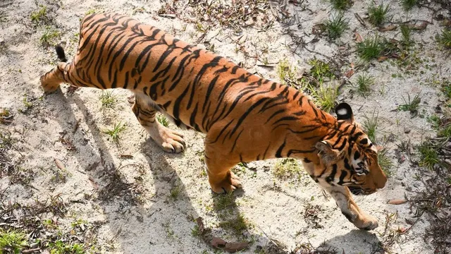 Seventy-two tigers die from virus outbreak at Thai animal park