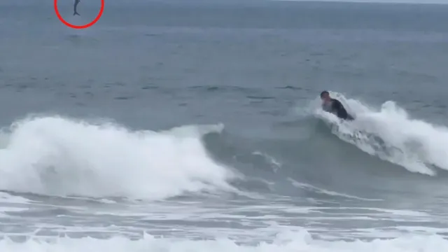 Great white shark leaps out of water near boogie boarder in Newport Beach