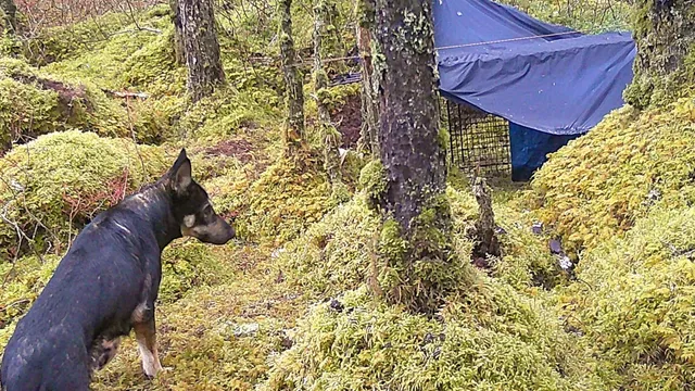 Rescue dog Jackie escapes adoption on her first day in Alaska