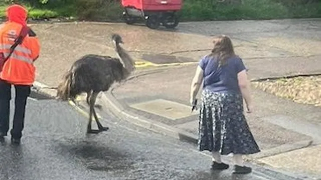 Emus cause chaos in Hadleigh, chasing children and dodging cars