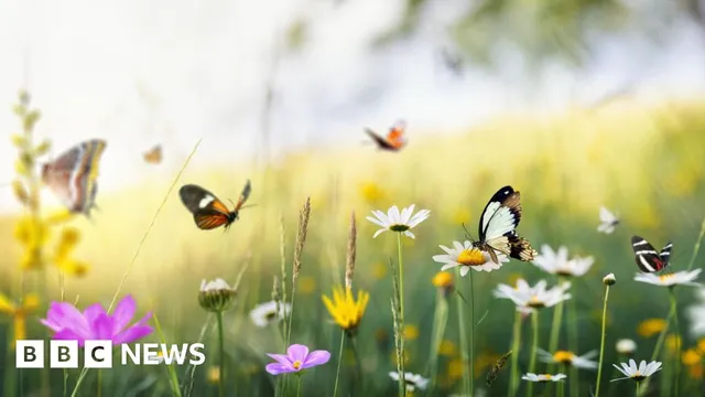 Insect populations plummet by two-thirds in Kent survey