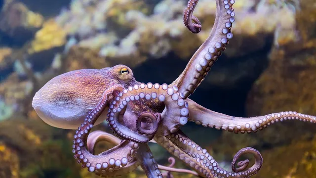 Record octopus sightings surge in UK waters in 2025