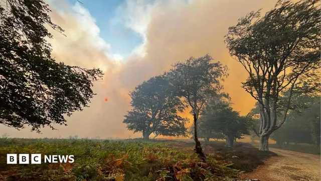 Fire spreads rapidly in New Forest after van catches fire on A31