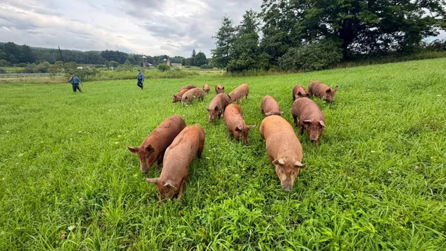 Fifteen pigs escape farm and cause chaos on New Jersey highway