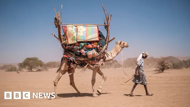 Camels in Africa face dire health crisis from heat