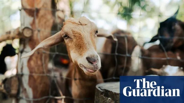 Game Meats Company sues activists over slaughterhouse footage