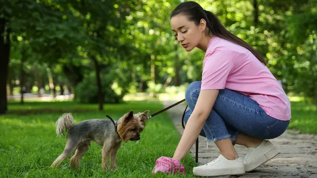 Resident enraged over filthy dog waste bins in Ascot